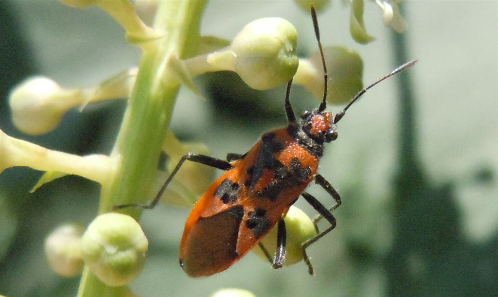 Corizus hyoscyami? S